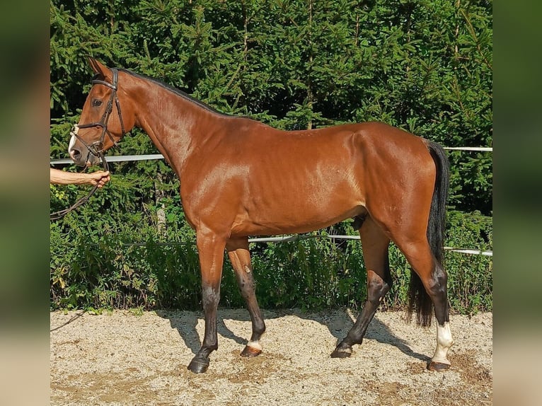 Classic Pony / Pony Classico Castrone 4 Anni 167 cm Baio in Miličín