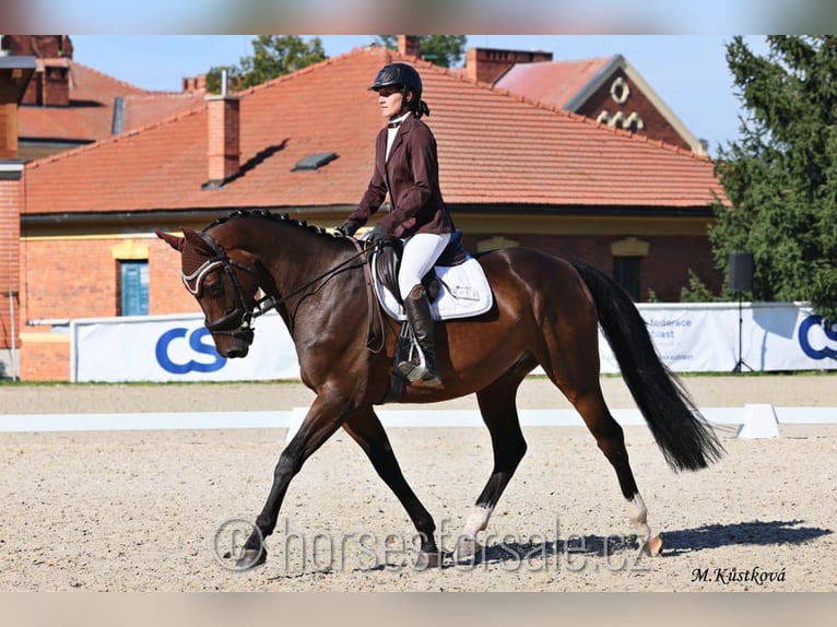 Classic Pony / Pony Classico Castrone 4 Anni 167 cm Baio in Strakonice