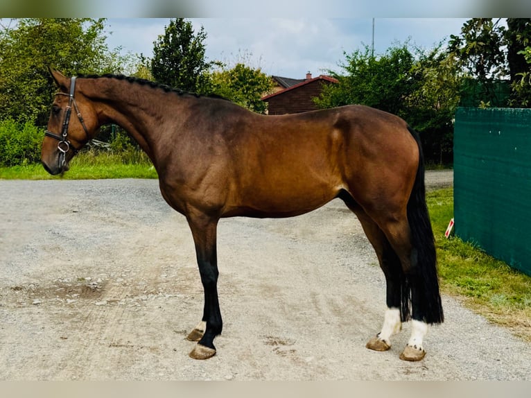 Classic Pony / Pony Classico Castrone 4 Anni 168 cm Baio ciliegia in Mladá Boleslav