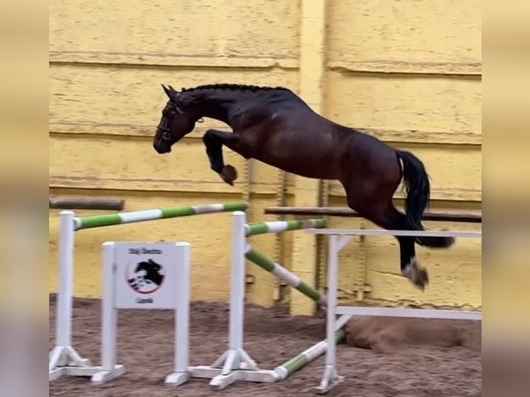 Classic Pony / Pony Classico Castrone 4 Anni 168 cm Baio ciliegia in Mladá Boleslav