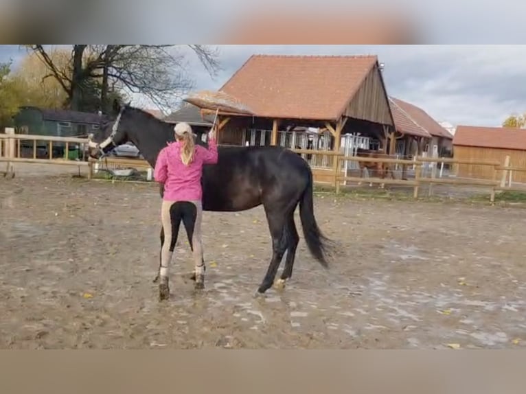 Classic Pony / Pony Classico Castrone 5 Anni 173 cm Baio scuro in Ceske Budejovic