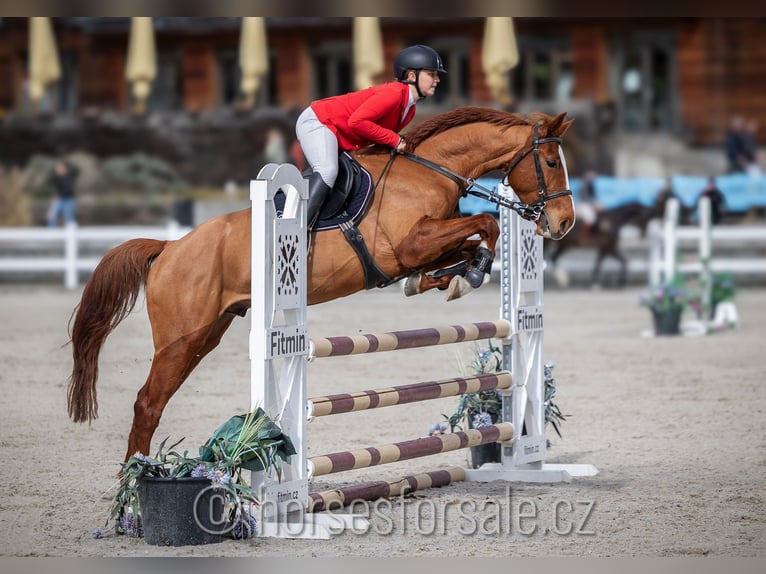 Classic Pony / Pony Classico Castrone 6 Anni 161 cm Sauro in Ceske Budejovice