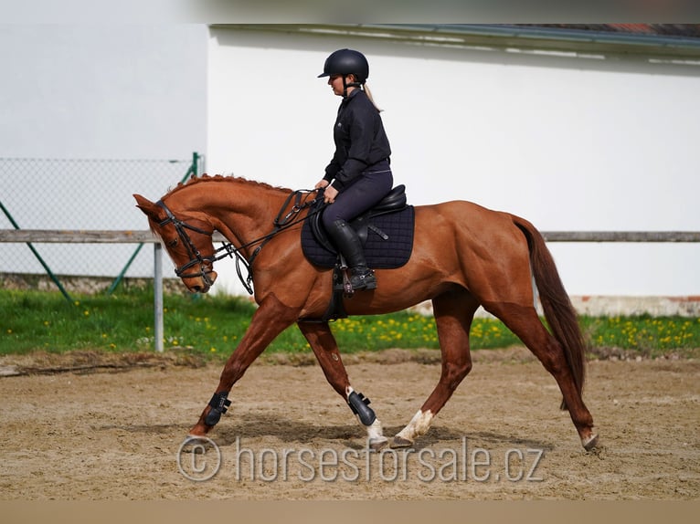 Classic Pony / Pony Classico Castrone 6 Anni 161 cm Sauro in Ceske Budejovice