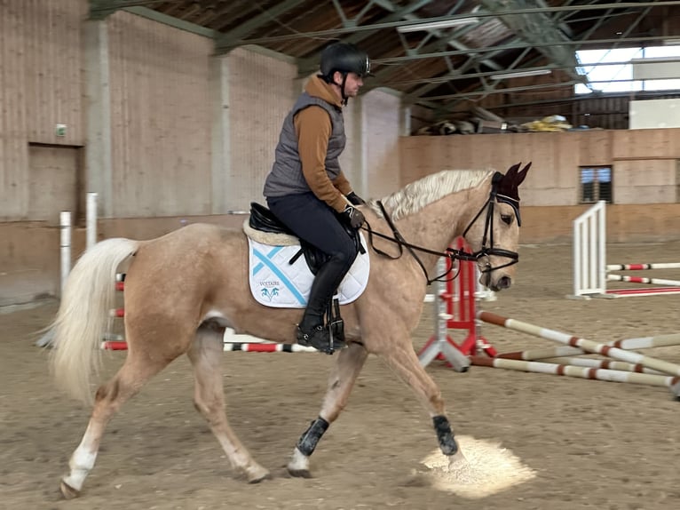 Classic Pony / Pony Classico Castrone 6 Anni 164 cm Falbo in Alberndorf In Der Riedmark