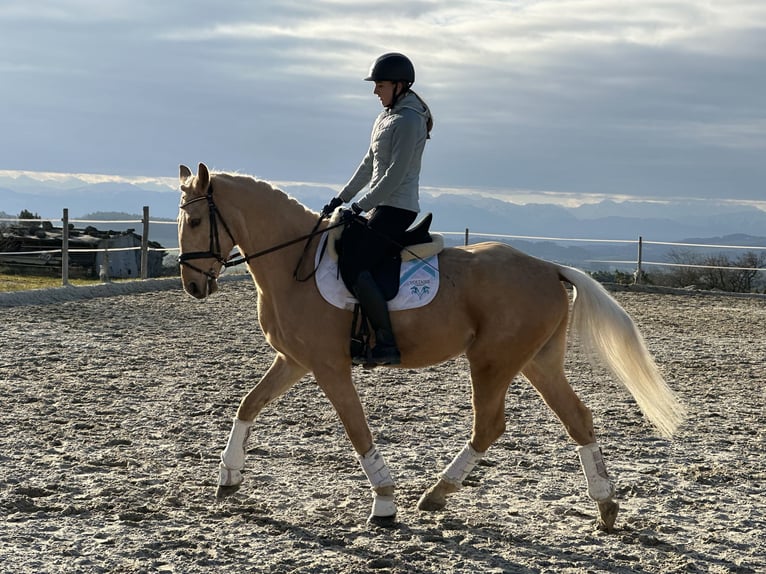 Classic Pony / Pony Classico Castrone 6 Anni 164 cm Falbo in Alberndorf In Der Riedmark