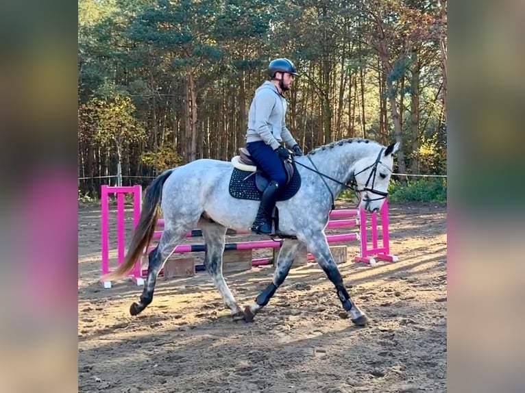 Classic Pony / Pony Classico Castrone 6 Anni 165 cm Grigio in Mladá Boleslav