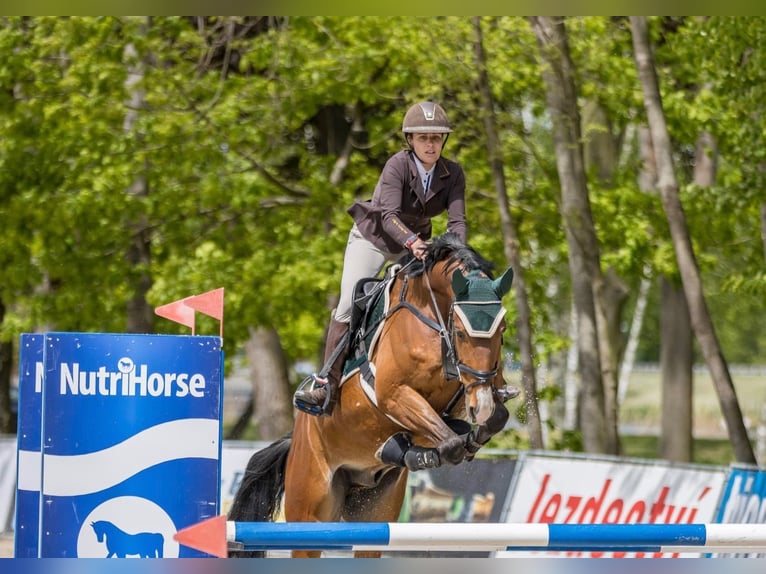 Classic Pony / Pony Classico Castrone 6 Anni 170 cm Baio ciliegia in Mladá Boleslav