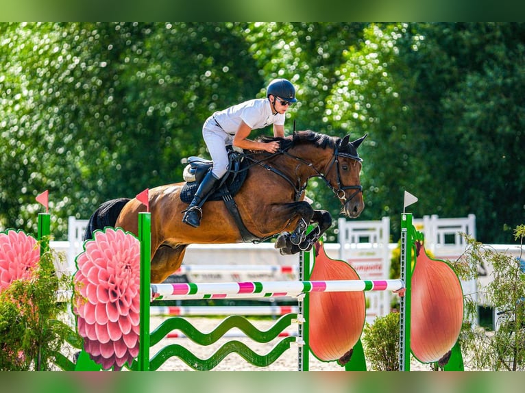 Classic Pony / Pony Classico Castrone 6 Anni 172 cm Baio in Praque, Czech republic