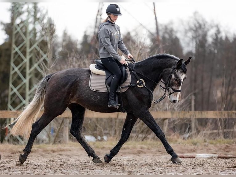 Classic Pony / Pony Classico Castrone 6 Anni 175 cm Grigio in Prague 4