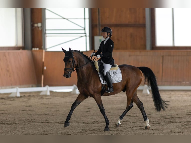 Classic Pony / Pony Classico Castrone 7 Anni 164 cm Baio ciliegia in Milín