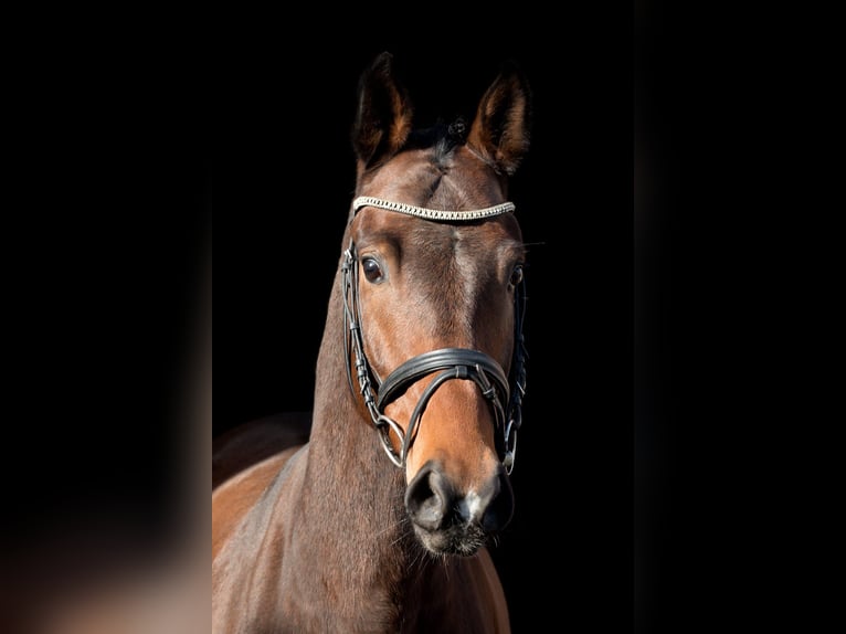 Classic Pony / Pony Classico Castrone 7 Anni 164 cm Baio ciliegia in Milín