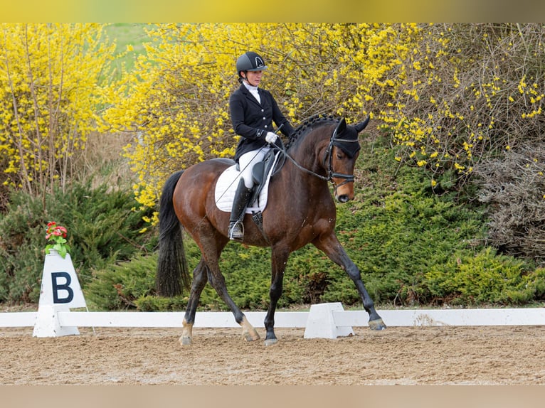 Classic Pony / Pony Classico Castrone 7 Anni 164 cm Baio ciliegia in Milín