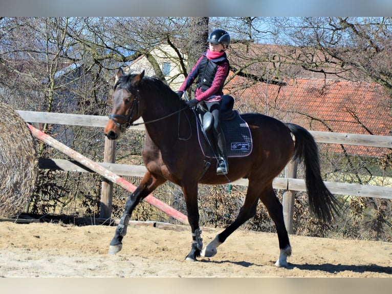 Classic Pony / Pony Classico Castrone 7 Anni 164 cm Baio ciliegia in Milín