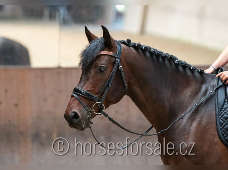 Classic Pony / Pony Classico Castrone 7 Anni 166 cm Baio in Pilsen