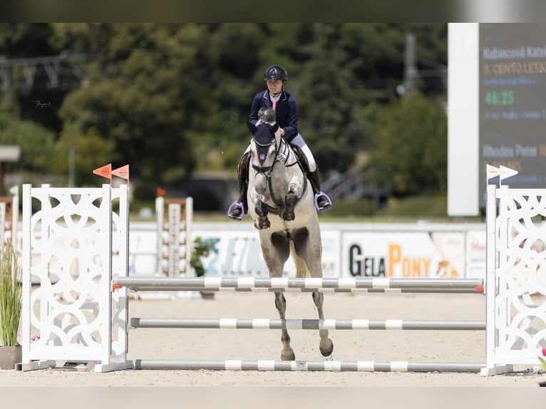 Classic Pony / Pony Classico Castrone 7 Anni 168 cm Grigio in Prague