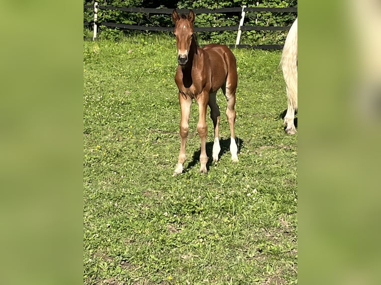 Classic Pony / Pony Classico Castrone Puledri
 (05/2024) 168 cm Baio roano in Novy Jicin