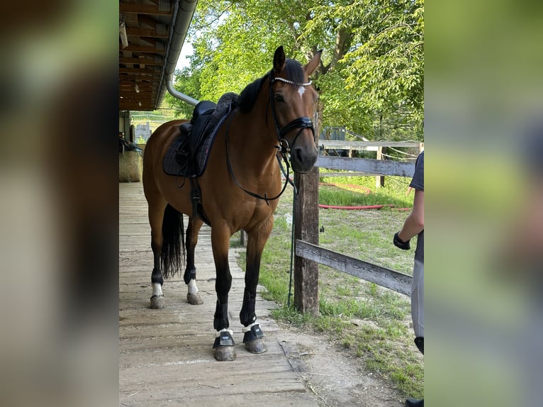 Classic Pony / Pony Classico Giumenta 10 Anni 168 cm Baio ciliegia in PRAGUE