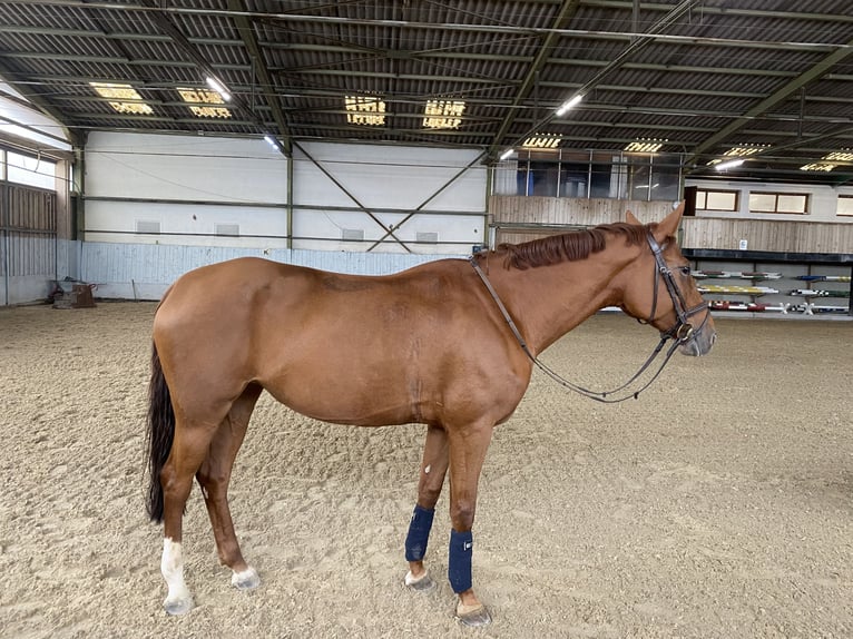 Classic Pony / Pony Classico Giumenta 11 Anni 168 cm Sauro in Kirchberg Thenning