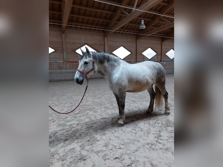Classic Pony / Pony Classico Giumenta 11 Anni 170 cm Grigio pezzato in Reutte