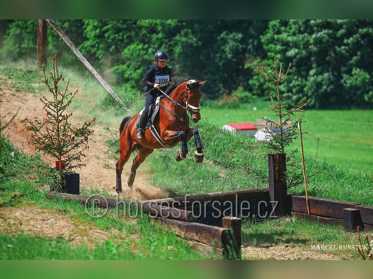 Classic Pony / Pony Classico Giumenta 11 Anni 171 cm Baio in Ceske Budejovice