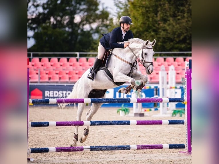 Classic Pony / Pony Classico Giumenta 12 Anni 168 cm Grigio in Mladá Boleslav