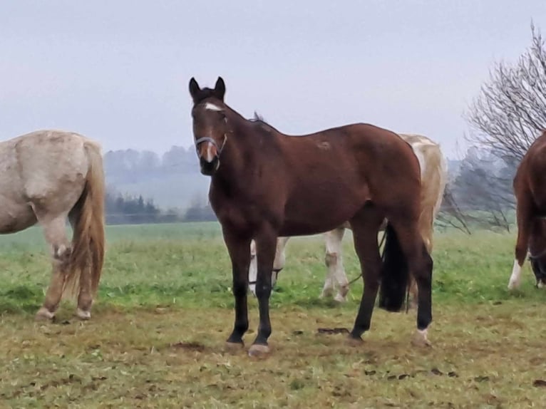 Classic Pony / Pony Classico Giumenta 13 Anni 162 cm Baio ciliegia in LIBEL