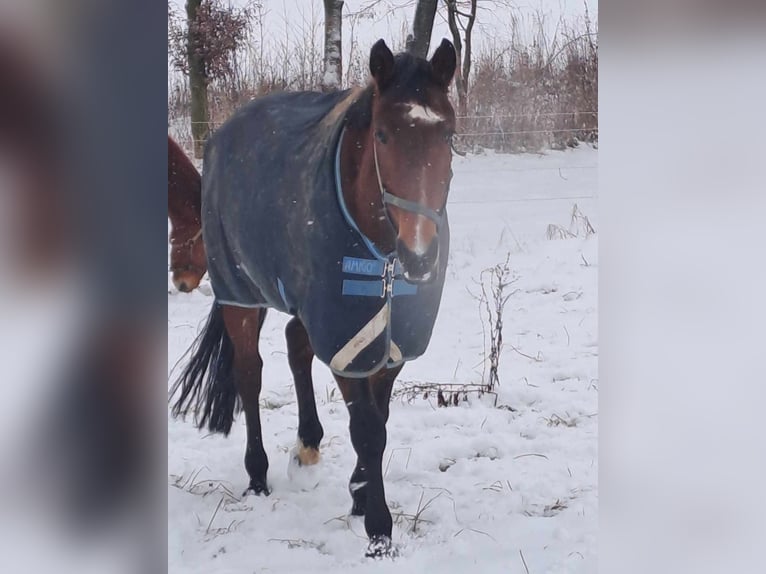 Classic Pony / Pony Classico Giumenta 13 Anni 162 cm Baio ciliegia in LIBEL