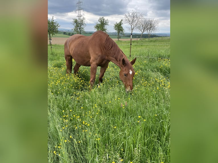 Classic Pony / Pony Classico Giumenta 14 Anni 166 cm Sauro in Eberdingen