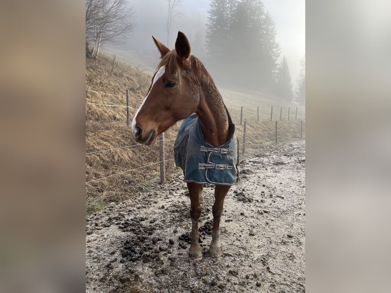 Classic Pony / Pony Classico Giumenta 17 Anni 172 cm Sauro in Gl&#xF6;dnitz