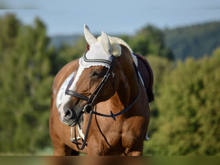 Classic Pony / Pony Classico Giumenta 19 Anni 171 cm Sauro in Steinhöring