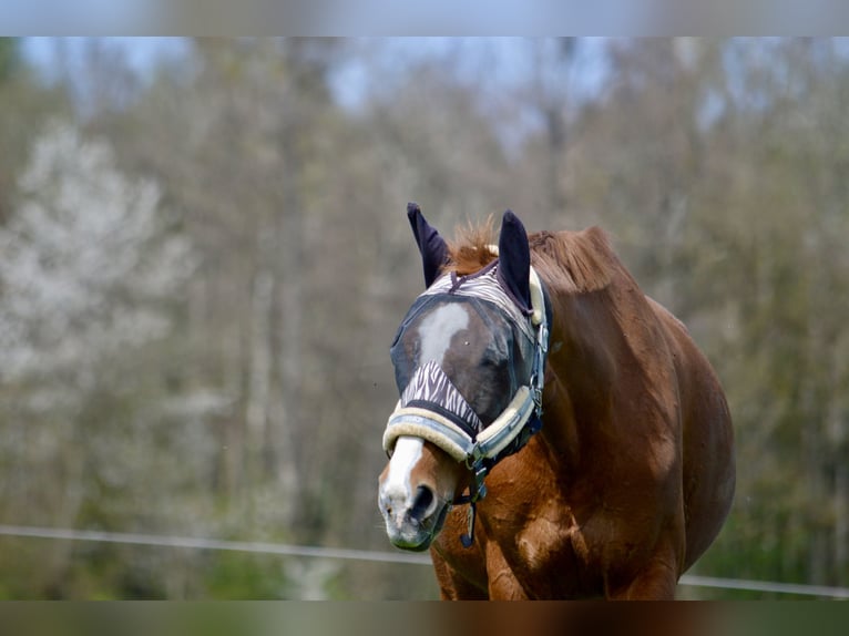 Classic Pony / Pony Classico Giumenta 19 Anni 171 cm Sauro in Steinhöring