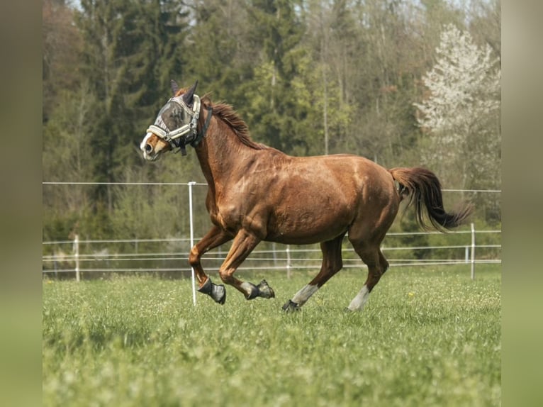 Classic Pony / Pony Classico Giumenta 19 Anni 171 cm Sauro in Steinhöring