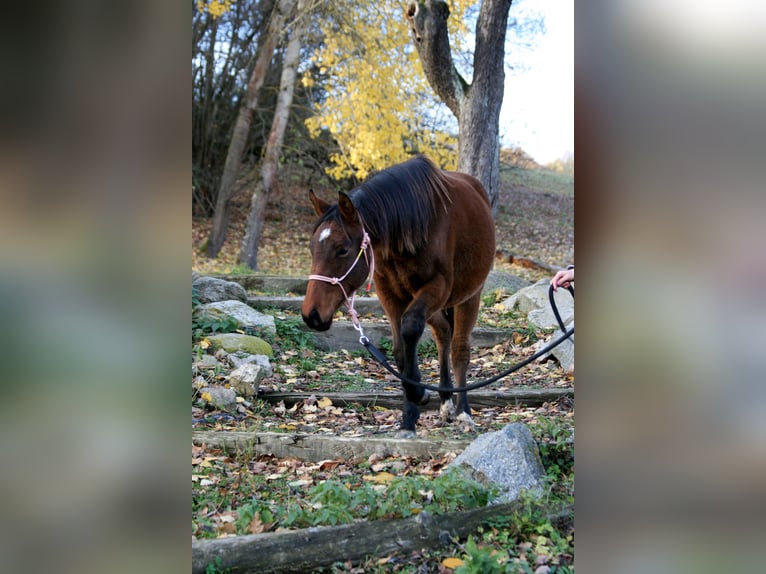 Classic Pony / Pony Classico Giumenta 2 Anni Baio in Plzen