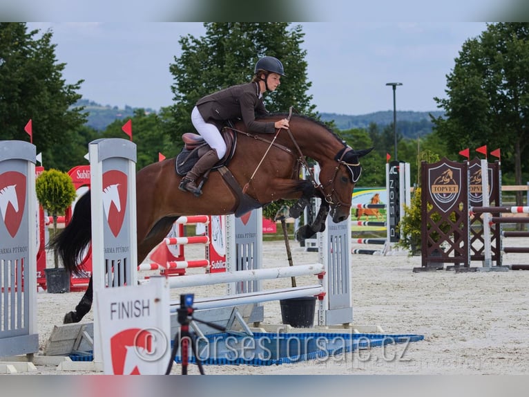 Classic Pony / Pony Classico Giumenta 5 Anni 167 cm Baio in Olomouc