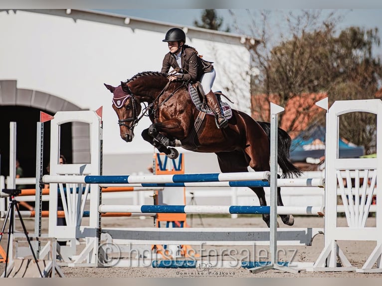 Classic Pony / Pony Classico Giumenta 5 Anni 167 cm Baio in Olomouc