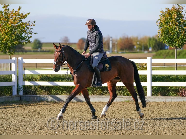 Classic Pony / Pony Classico Giumenta 6 Anni 171 cm Baio in Olomouc