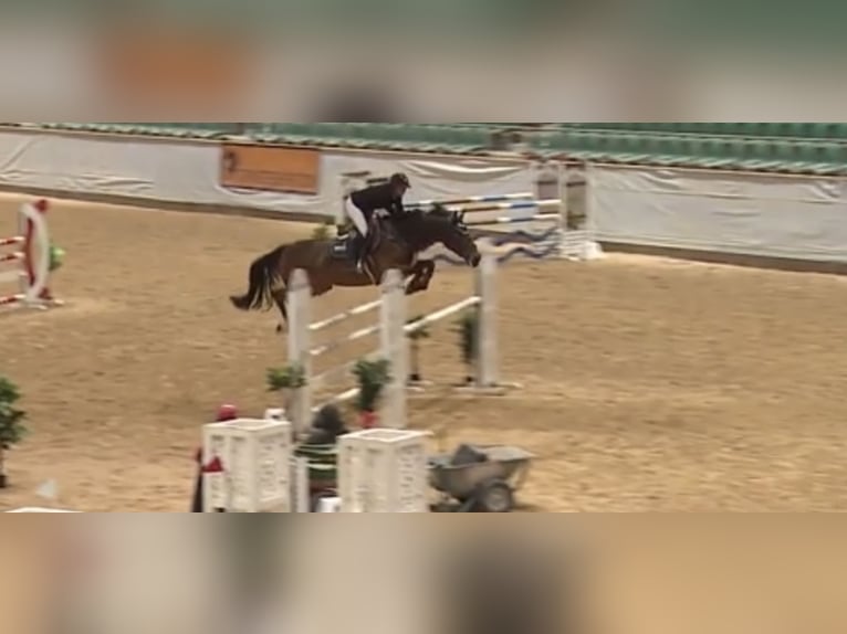 Classic Pony / Pony Classico Giumenta 7 Anni 169 cm Baio in WächtersbachWächtersbach