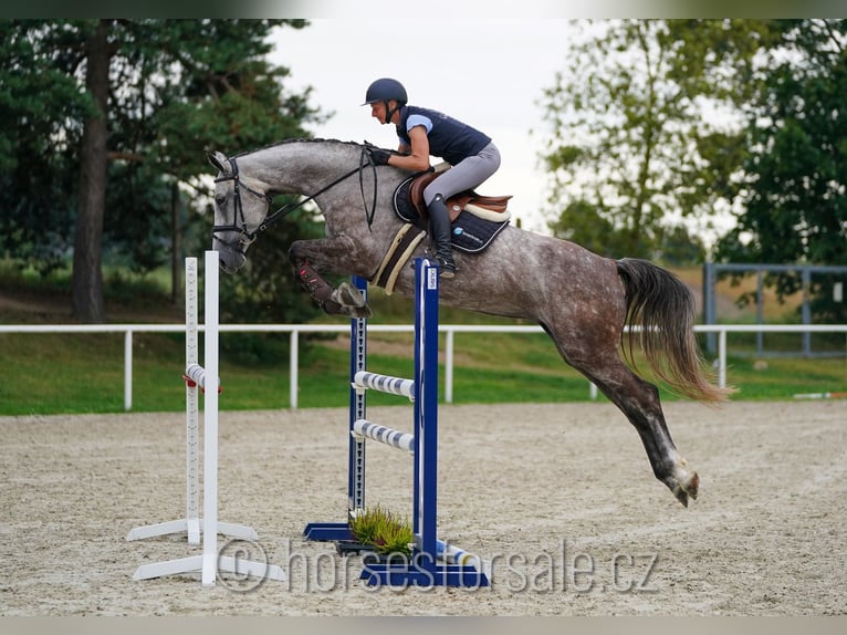 Classic Pony / Pony Classico Giumenta 7 Anni 172 cm Grigio in Ceske Budejovice, Tschechien