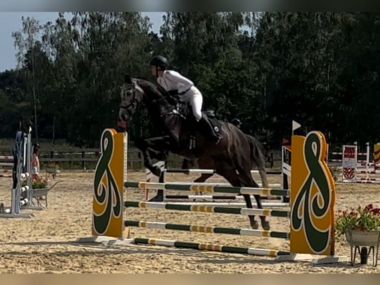 Classic Pony / Pony Classico Giumenta 8 Anni 168 cm Grigio in Gdańsk