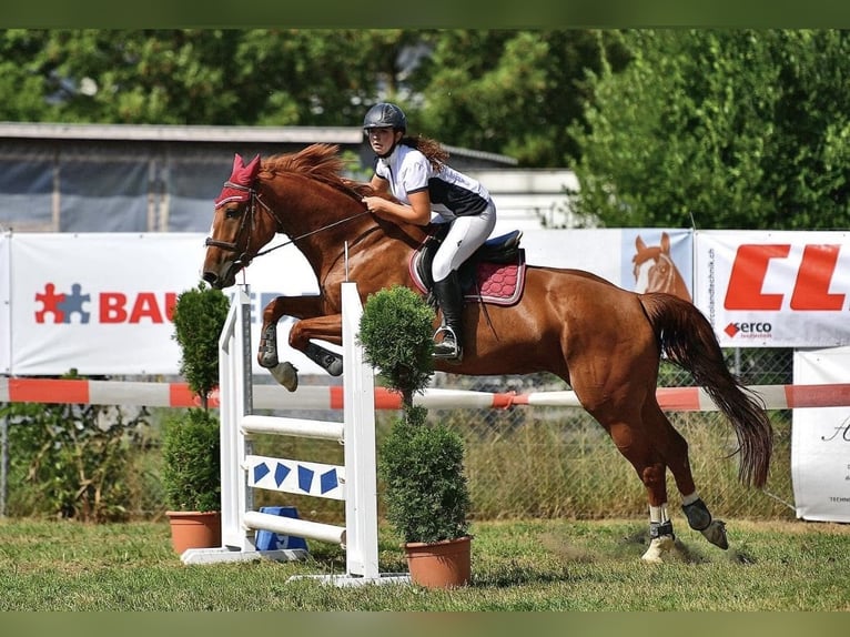 Classic Pony / Pony Classico Giumenta 8 Anni 168 cm Sauro in Oltingen