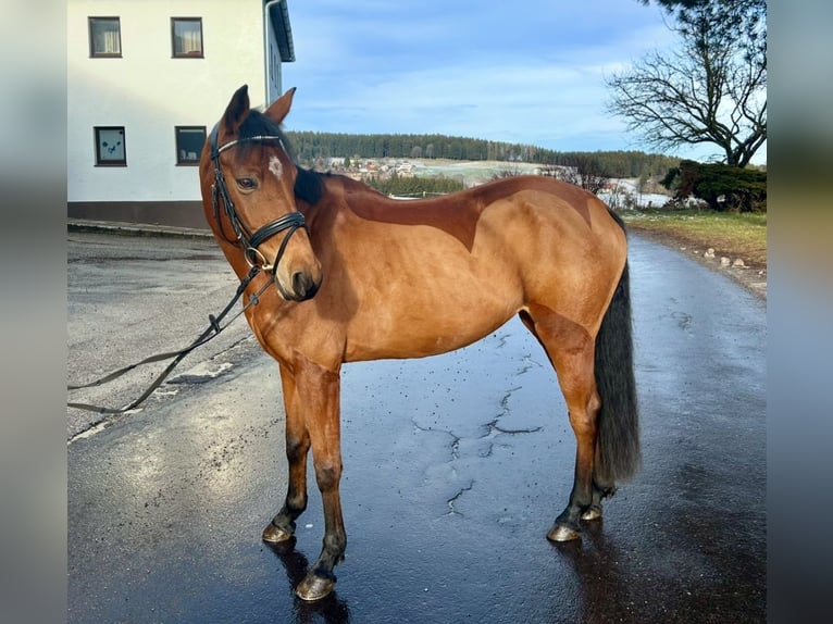 Classic Pony / Pony Classico Giumenta 9 Anni 160 cm Baio in Pelmberg