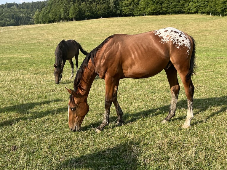 Classic Pony / Pony Classico Stallone 1 Anno 165 cm Leopard in Novy Jicin