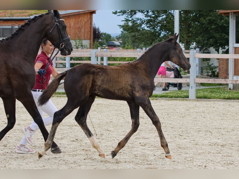 Classic Pony / Pony Classico Stallone Puledri
 (04/2024) 167 cm Morello in Vysinka / Trutnov