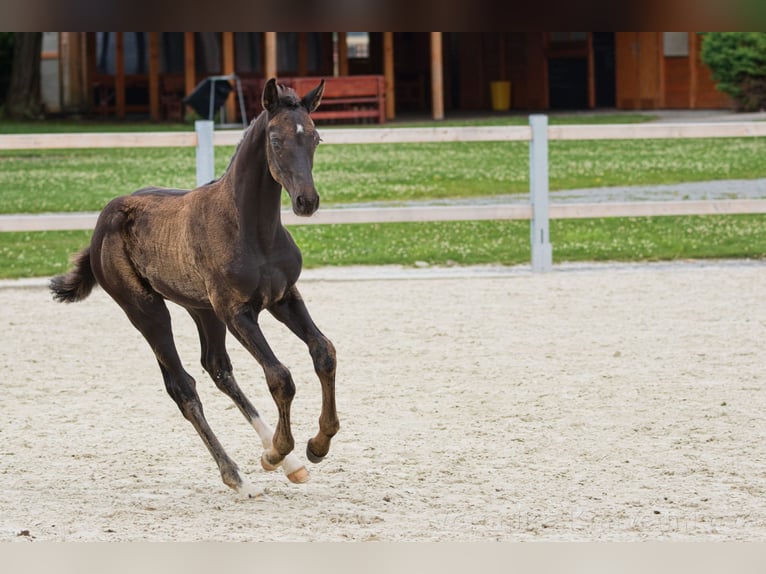 Classic Pony / Pony Classico Stallone Puledri
 (04/2024) 167 cm Morello in Vysinka / Trutnov