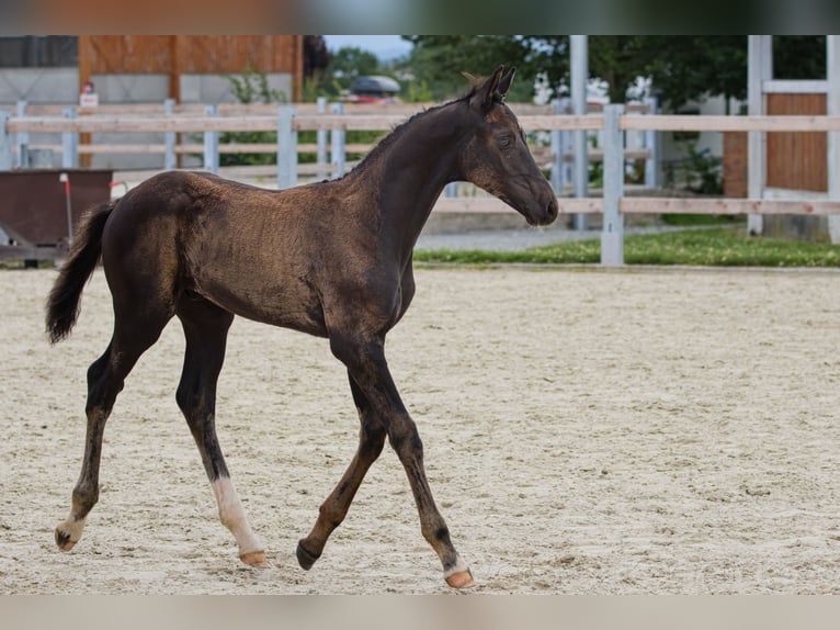 Classic Pony / Pony Classico Stallone Puledri
 (04/2024) 167 cm Morello in Vysinka / Trutnov