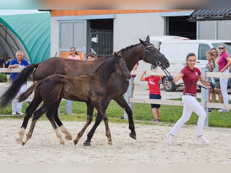 Classic Pony / Pony Classico Stallone Puledri
 (04/2024) 167 cm Morello in Vysinka / Trutnov