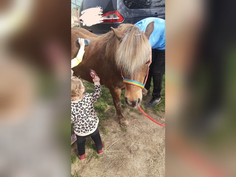 Classic Pony Castrone 10 Anni 106 cm Sauro in Weigenheim