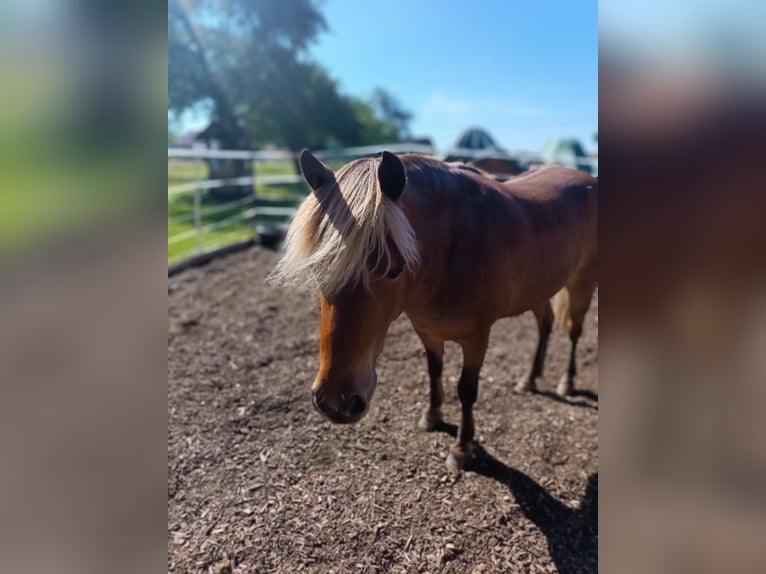 Classic Pony Castrone 10 Anni 106 cm Sauro in Weigenheim