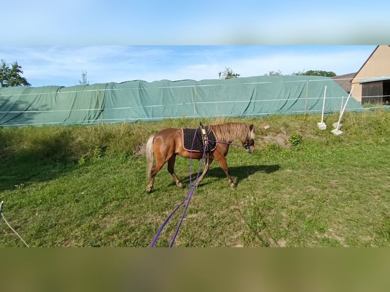 Classic Pony Castrone 10 Anni 106 cm Sauro in Weigenheim