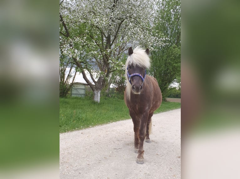 Classic Pony Castrone 10 Anni 115 cm Sauro scuro in Freilassing